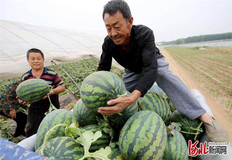 河北西瓜最新市场动态分析